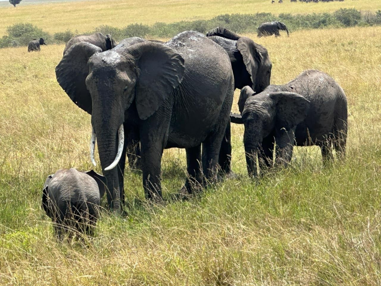 Maasai Mara